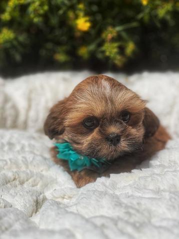 uniek mooie Lhasa-apso pupjes te koop beschikbaar voor biedingen
