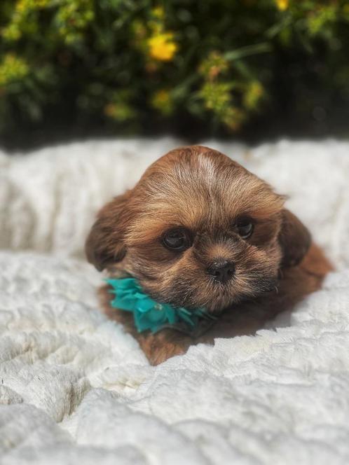 uniek mooie Lhasa-apso pupjes te koop, Dieren en Toebehoren, Honden | Chihuahua's en Gezelschapshonden, Meerdere dieren, Overige rassen