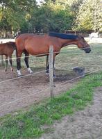 18 jarige fokmerrie (drachtig van Django Z), Dieren en Toebehoren, Paarden, Z