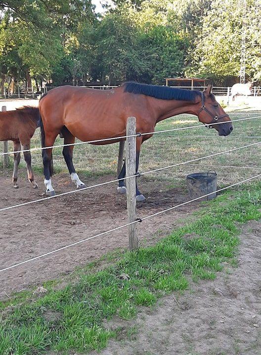 18 jarige fokmerrie (drachtig van Django Z), Dieren en Toebehoren, Paarden, Z