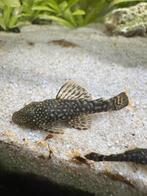 Ancistrus