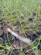 Sesleria autumnalis, Ophalen
