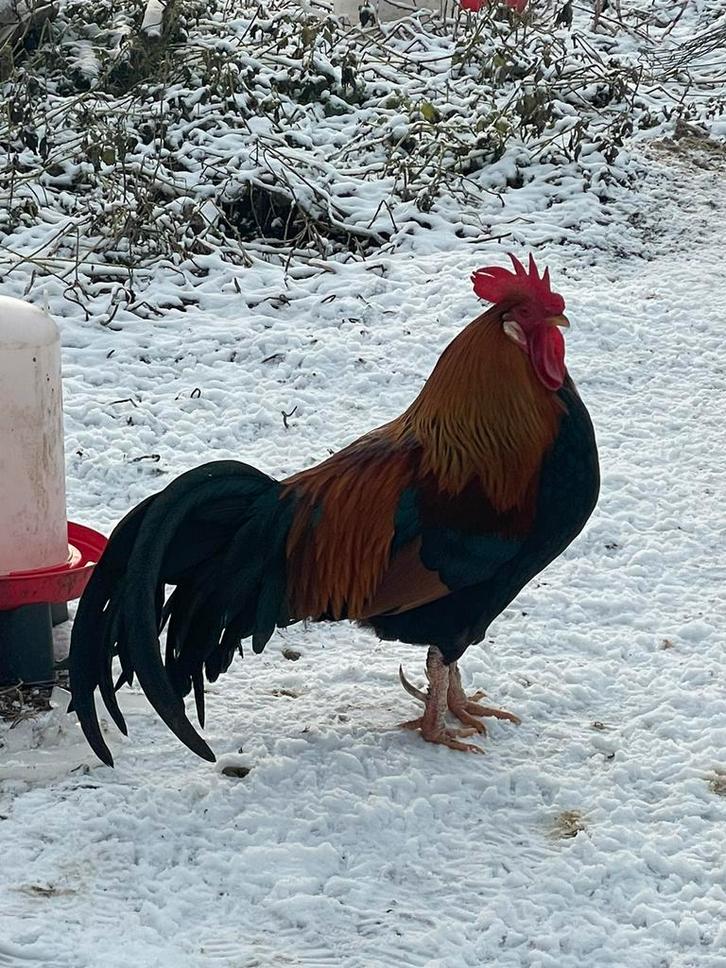 Mooie Leghorn haan (Patrijskleurig) zoekt een leuke thuis, Dieren en Toebehoren, Pluimvee