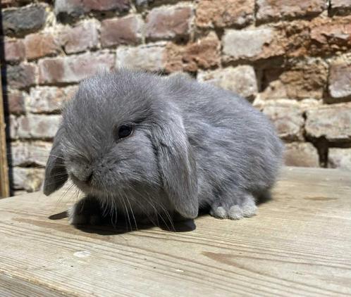 NHD Nederlands hangoordwerg nestje (transport mogelijk), Dieren en Toebehoren, Konijnen, Dwerg, Meerdere dieren, 0 tot 2 jaar