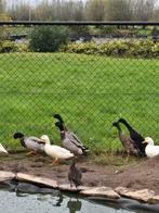 Jonge loopeenden woerden