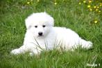 Heel mooie Zwitserse Witte Herder pups, België, CDV (hondenziekte), 8 tot 15 weken, Meerdere