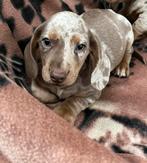 teckel pups,merle,dwerg, Dieren en Toebehoren, België, Reu, 8 tot 15 weken, Korthaar