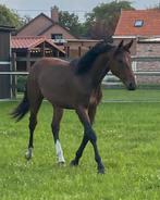 Merrie - 5 jaar - Pegase van ‘t Ruytershof x Up To Date HS, Dieren en Toebehoren, Merrie, Springpaard, Gechipt, Zadelmak
