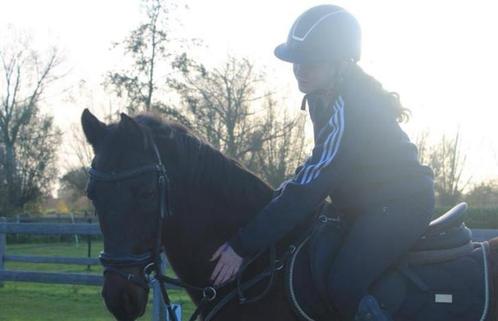 Verzorgpaard/halve stal gezocht, Dieren en Toebehoren, Paarden en Pony's | Overige Paardenspullen, Ophalen