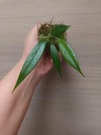 Anthurium eminens, Huis en Inrichting, Kamerplanten, Ophalen of Verzenden