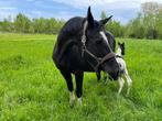 Fokmerrie/weidemaatje zoekt vaste thuis, Dieren en Toebehoren, Paarden, Merrie, Springpaard, Gechipt, Niet van toepassing