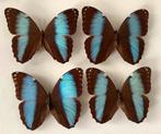 Morpho achilles, 12€/ exemplaar, Ophalen of Verzenden