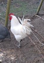 Broedeieren poule de bresse  , witte kleur, raszuiver