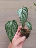 Philodendron majestic, Huis en Inrichting, Kamerplanten, Ophalen of Verzenden