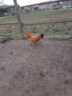 Vale/Gele van Haspengouw toom: 3 hennen en 1 haan, Dieren en Toebehoren, Pluimvee