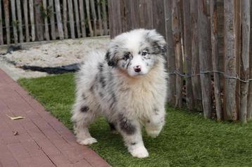 Beaux chiots bergers australiens (chiots australiens)