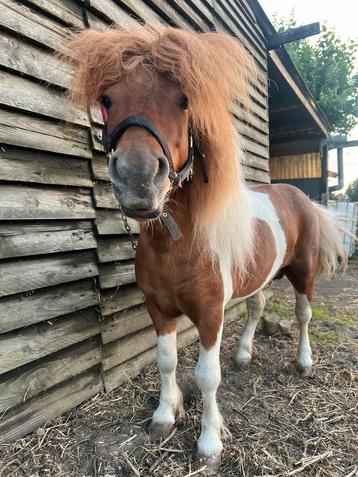 Shetlander te koop