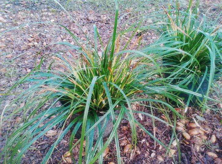 Prachtige Carex Siergrassen – Wintergroen & Winterhard!, Tuin en Terras, Planten | Tuinplanten, Vaste plant, Siergrassen, Halfschaduw