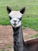 Alpaca merrie 3 jaar, Dieren en Toebehoren, Augustus, Vrouwelijk