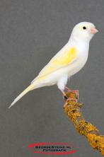 Gezocht: witte kanarie pop, Dieren en Toebehoren, Vrouwelijk, Kleurkanarie