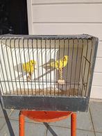 vogels, Dieren en Toebehoren, Vogels | Kanaries