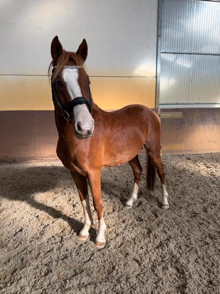 Duitse rijpony, Dieren en Toebehoren, Pony's, Hengst, Zadelmak