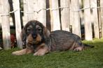 Prachtige ruwharige teckel pups met stamboom, Dieren en Toebehoren, Honden | Teckels en Dashonden, België, 8 tot 15 weken, Dwerg