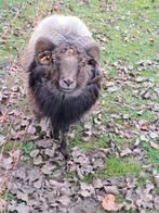 Quessant dekram schimmelkleur 2 jaar, Mannelijk, Schaap, 0 tot 2 jaar