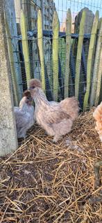 Zijdehoen  te koop, Dieren en Toebehoren, Pluimvee, Vrouwelijk, Kip