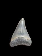 7) Grand carcharodon carcharias (requin blanc) de Bone Valle, Collections, Enlèvement ou Envoi, Fossile