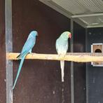 halsbandparkieten blauw/opaline/wkwst X turquoiseblauw wkwst, Dieren en Toebehoren, Meerdere dieren, Parkiet, Geringd