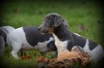 Jack Russell pups blauw lilac, Dieren en Toebehoren, België, Jack Russell Terriër, CDV (hondenziekte), 8 tot 15 weken
