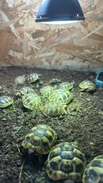 Tortue herman boetgeri, Animaux & Accessoires, Tortue