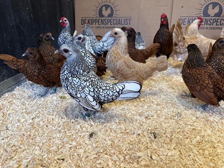 Jonge tamme Sebright kippen gesekst & ingeënt, Dieren en Toebehoren, Pluimvee, Kip, Meerdere dieren