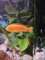 Cichliden volwassen, Dieren en Toebehoren, Vissen | Aquariumvissen