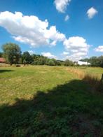 Weiden te huur met stal als optie regio Loppem, Dieren en Toebehoren