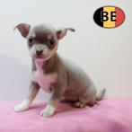 Kortharige Chihuahua puppy's te koop (Belgisch), Dieren en Toebehoren, België, Handelaar, CDV (hondenziekte), 8 tot 15 weken