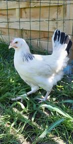 Legkippen jonge hennen verschillende soorten beschikbaar, Femelle, Poule ou poulet