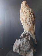 Prachtig opgezette Giervalk 63 cm hoog, Verzamelen, Dierenverzamelingen, Ophalen of Verzenden, Zo goed als nieuw, Vogel, Opgezet dier