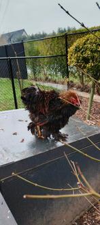 Brahma groothoen krulveer, Mâle, Poule ou poulet