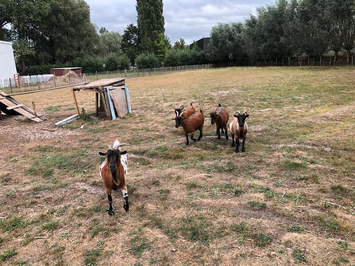 Dwerggeiten, vrouwelijk, Dieren en Toebehoren, Schapen, Geiten en Varkens, Geit, Vrouwelijk, 3 tot 5 jaar