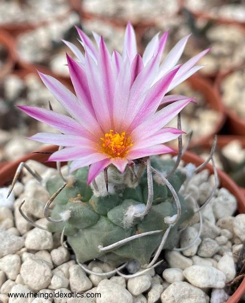 Turbinicarpus Schwarzii v Rubriflorus, Maison & Meubles, Plantes d'intérieur, Cactus, Moins de 100 cm, Envoi