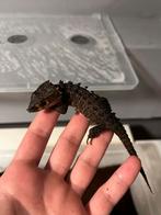 Tribolonotus Gracilis, Hagedis, Tam, 0 tot 2 jaar