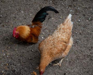 Sierhaantje (gratis) beschikbaar voor biedingen