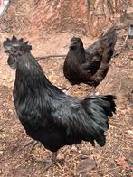 Koppel ayam cemani, Dieren en Toebehoren, Meerdere dieren, Kip