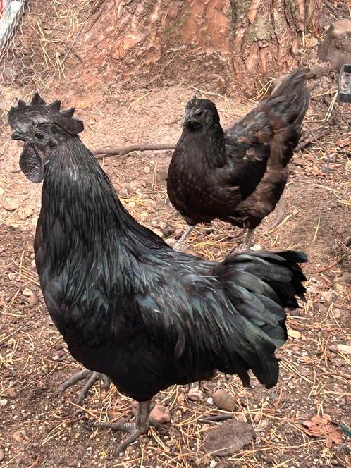 Koppel ayam cemani, Dieren en Toebehoren, Pluimvee, Kip, Meerdere dieren
