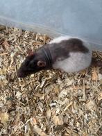 Laatste 4 vrouwen ritten ratten ratjes €8,50 per stuk, Rat, Vrouwelijk, Mei, Tam