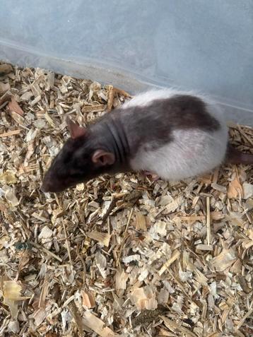 Laatste 4 vrouwen ritten ratten ratjes €8,50 per stuk beschikbaar voor biedingen