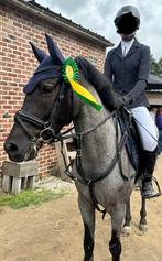 Super brave & knappe D pony - RX goedgekeurd, Dieren en Toebehoren, Ruin
