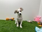 Kruising Chihuahua pup, België, 8 tot 15 weken, CDV (hondenziekte), Eén hond